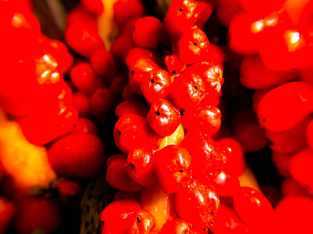 P1110994.jpg