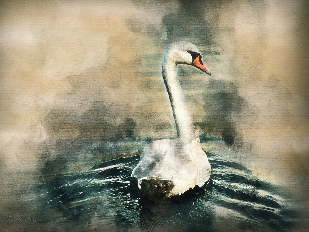Schwan.jpg