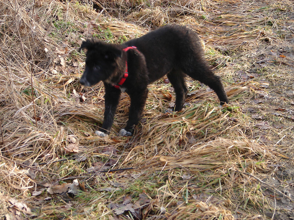Lissie